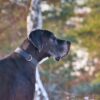 Side view of a Great Dane dog with a blurred nature background, showcasing its majestic presence.