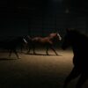 a group of horses running in a barn at night