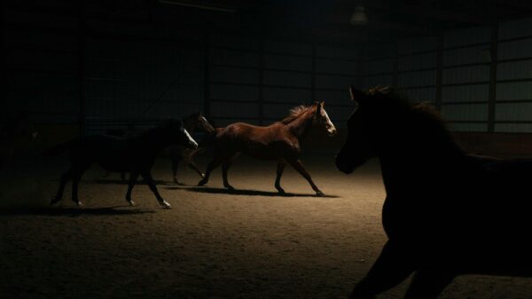a group of horses running in a barn at night