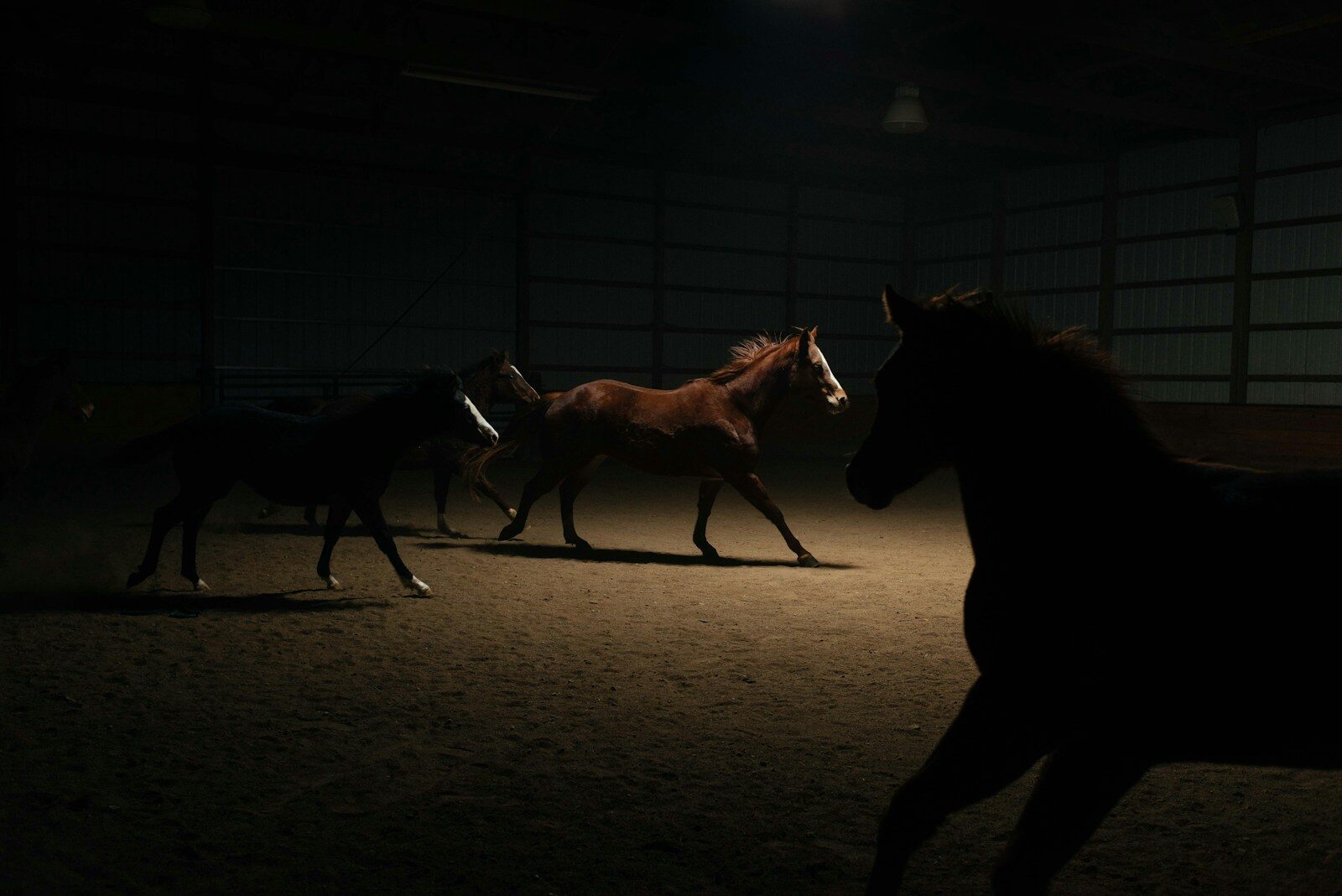 a group of horses running in a barn at night
